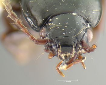 Media type: image;   Entomology 31305 Aspect: head frontal view